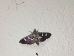 Desmia deploralis
