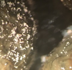 Scopulariopsis