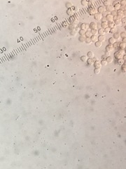 Scopulariopsis