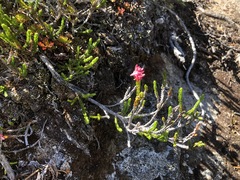 Exobasidium cassiopes