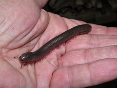 Narceus americanus