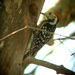 Yellow-crowned Woodpecker - Photo (c) Dave Curtis, some rights reserved (CC BY-NC-ND)