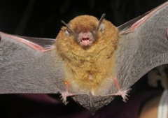Myotis nigricans