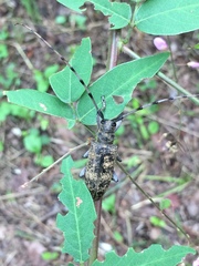 Acalolepta luxuriosa