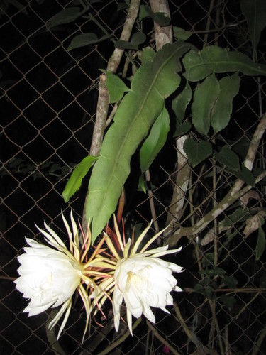 Epiphyllum oxypetalum