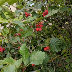 Crataegus