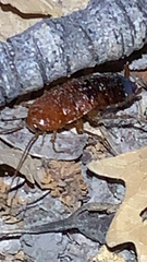 Parcoblatta americana