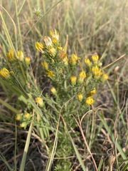 Xanthisma spinulosum pinnatifida