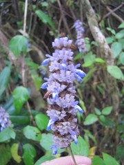 Salvia colonica
