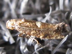 Acrolepiopsis sapporensis