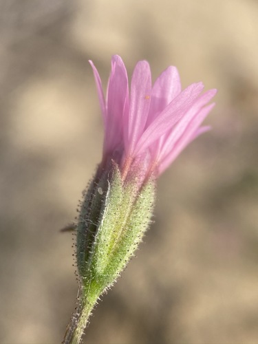 Image of Palafoxia sphacelata by (c) Matt Berger, some rights reserved (CC BY)