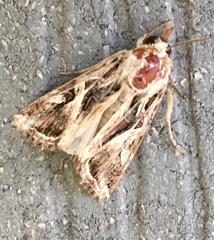 Spodoptera pulchella
