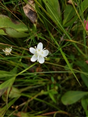 Parnassia