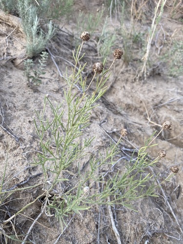 Image of Ratibida tagetes by (c) Matt Berger, some rights reserved (CC BY)