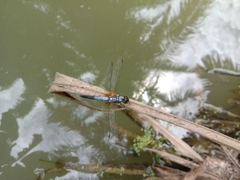 Brachydiplax chalybea