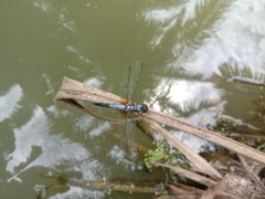 Brachydiplax chalybea