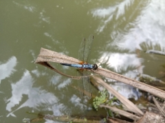 Brachydiplax chalybea