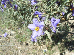 Solanum sturtianum