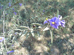 Solanum sturtianum