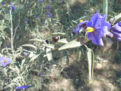 Solanum sturtianum