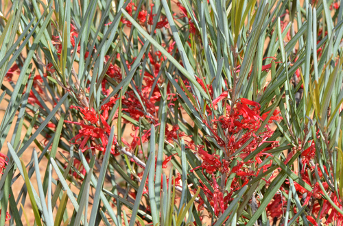 Grevillea granulosa