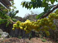 Phyllanthus acidus