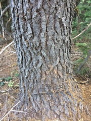 Abies magnifica shastensis