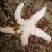 Western Sea Star - Photo (c) Saspotato, some rights reserved (CC BY-NC-SA)