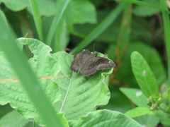 Bolla clytius