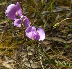Swainsona procumbens