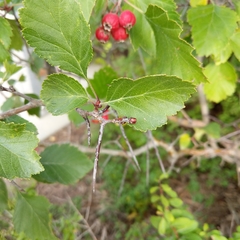 Crataegus