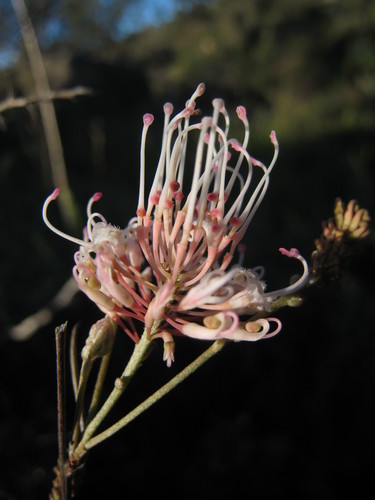 Grevillea endlicheriana Meisn.