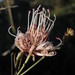 Grevillea endlicheriana - Photo (c) Adrienne Markey, some rights reserved (CC BY-NC-SA)