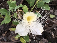 Capparis sandwichiana