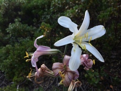 Lilium washingtonianum