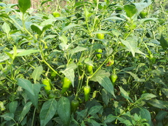 Magnoliopsida