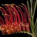 Grevillea beardiana - Photo (c) Kevin Thiele,  זכויות יוצרים חלקיות (CC BY)