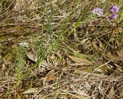 Swainsona procumbens