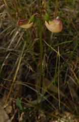Swainsona procumbens