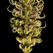 Curly Grevillea - Photo (c) Kevin Thiele, some rights reserved (CC BY)