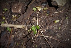 Pleioplectron simplex