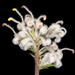 Grevillea uncinulata - Photo (c) Kevin Thiele，保留部份權利CC BY