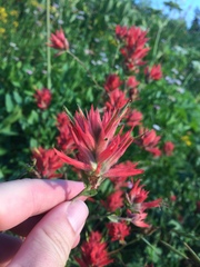 Castilleja applegatei