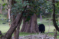 Melursus ursinus ursinus