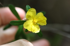 Hibbertia bracteata