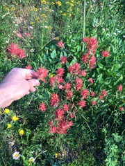 Castilleja applegatei