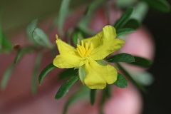 Hibbertia bracteata
