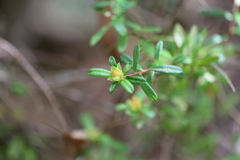 Hibbertia bracteata