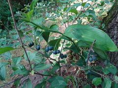 Polygonatum biflorum commutatum