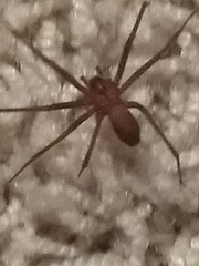 Loxosceles reclusa